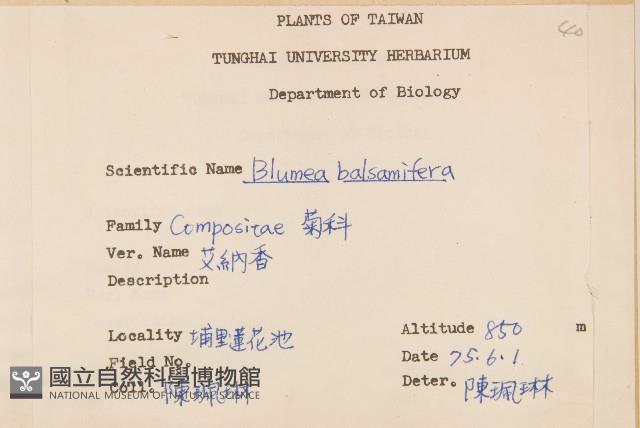 小舌菊、蔓綿菜藏品圖，第2張