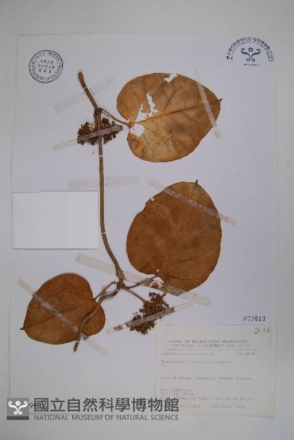 臺灣牛嬭菜藏品圖，第1張