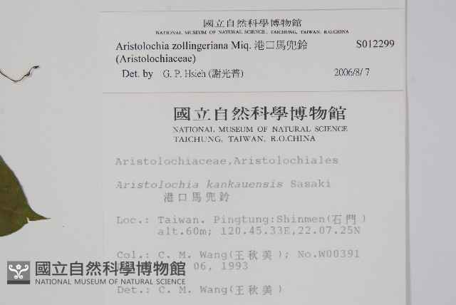 港口馬兜鈴  藏品圖，第2張