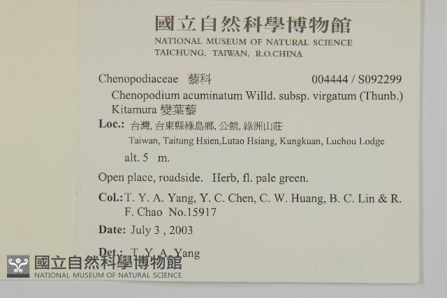 變葉藜藏品圖，第2張