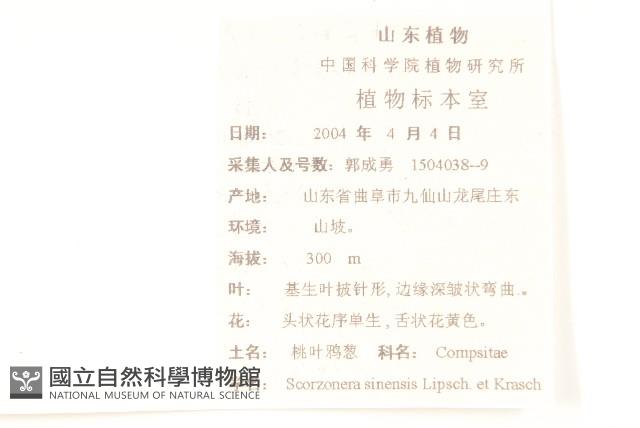 桃葉鴉蔥藏品圖，第2張