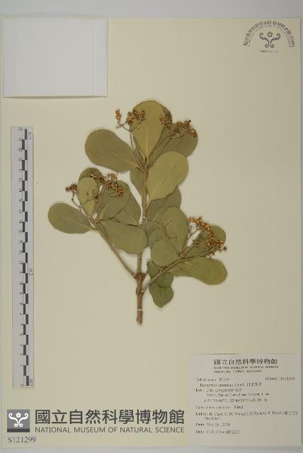 日本衛矛, 大葉黃楊藏品圖，第1張