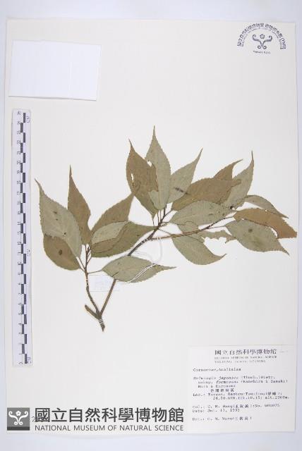 臺灣青莢葉藏品圖，第1張