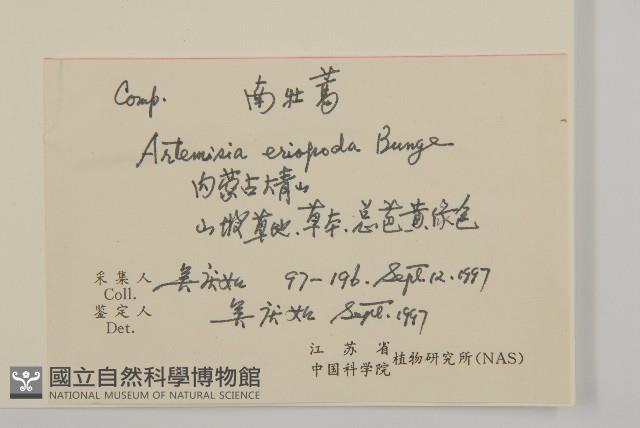 南牡蒿藏品圖，第2張