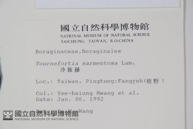 冷飯藤藏品圖，第2張