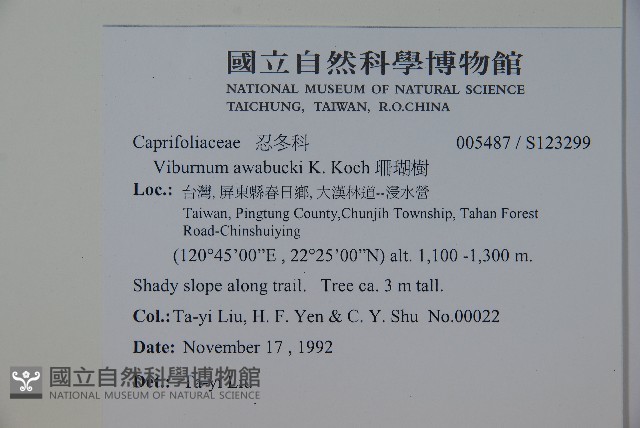 珊瑚樹藏品圖，第2張