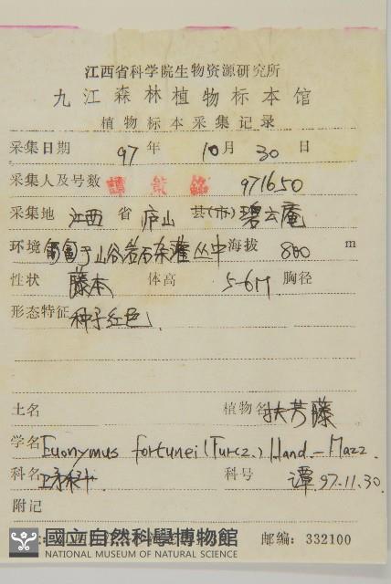 扶芳藤藏品圖，第2張