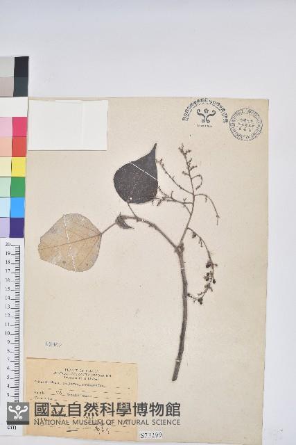 白匏子藏品圖，第1張