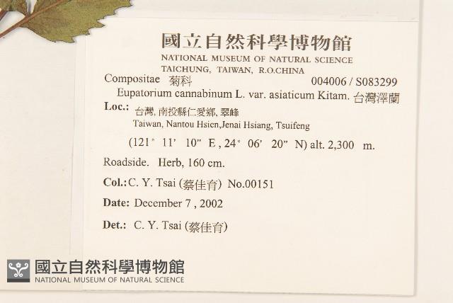 台灣澤蘭藏品圖，第2張