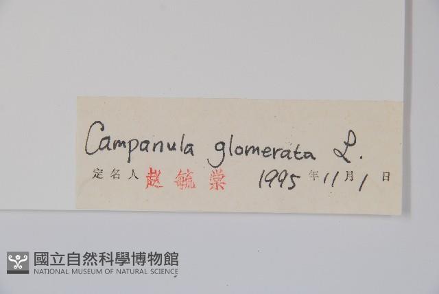 聚花風鈴草藏品圖，第2張