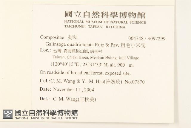 粗毛小米菊藏品圖，第2張