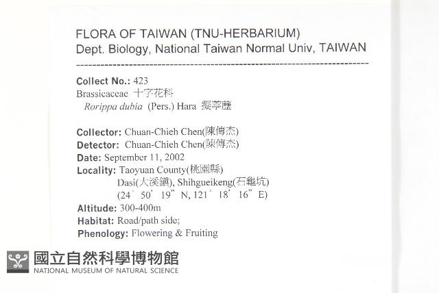 小葶藶藏品圖，第2張