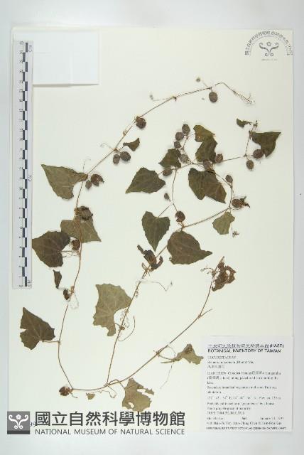 黑果馬交兒藏品圖，第1張