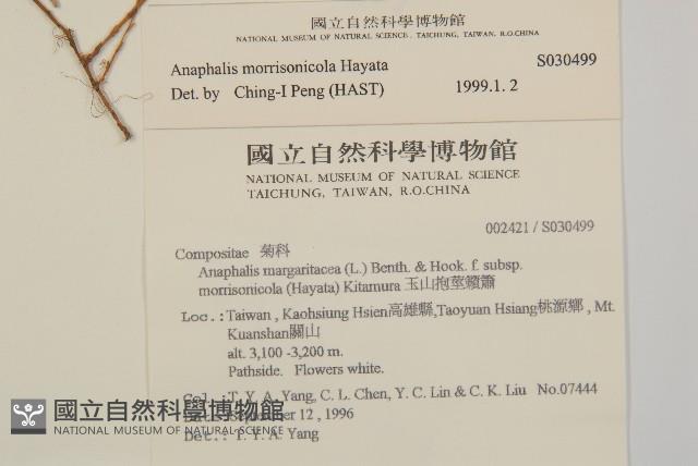 玉山抱莖籟簫藏品圖，第2張