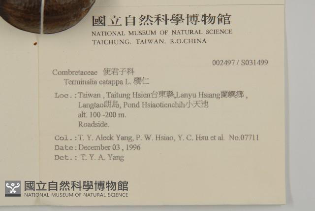 欖仁藏品圖，第2張