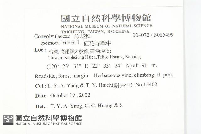 紅花野牽牛藏品圖，第2張