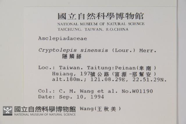 隱鱗藤藏品圖，第2張