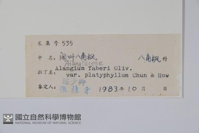 闊葉八角楓藏品圖，第2張