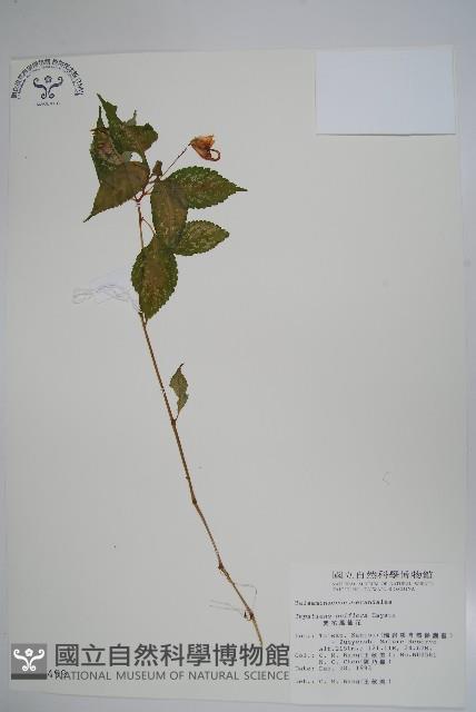 紫花鳳仙花藏品圖，第1張