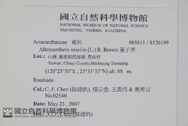 蓮子草藏品圖，第2張