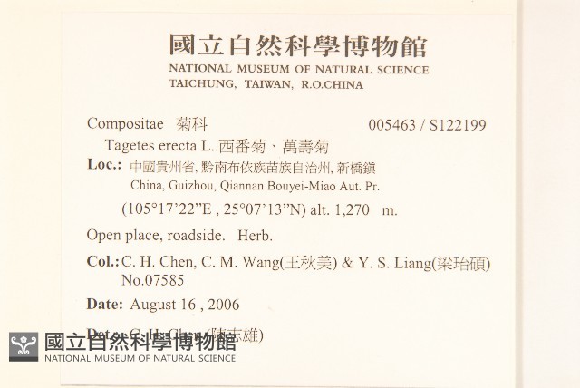 西番菊、萬壽菊藏品圖，第2張