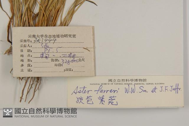 狹苞紫菀藏品圖，第2張