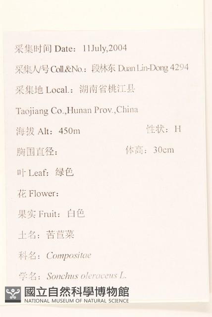 苦滇菜、苦菜藏品圖，第2張