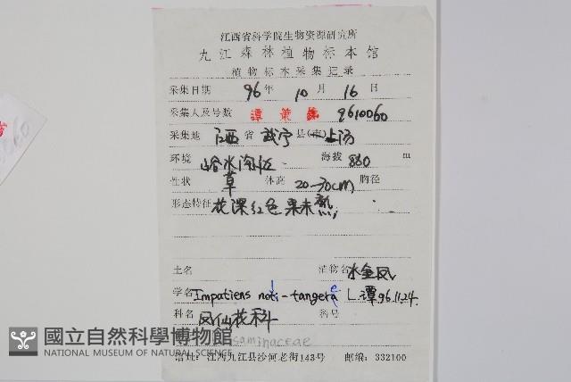 水金鳳藏品圖，第2張