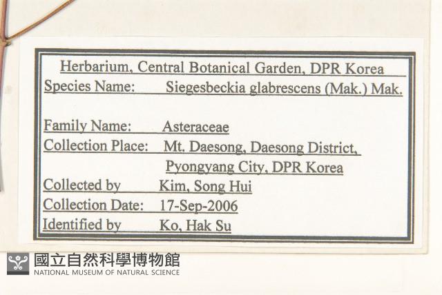 毛梗豨薟藏品圖，第2張