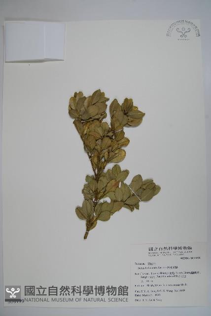 琉球黃楊藏品圖，第1張