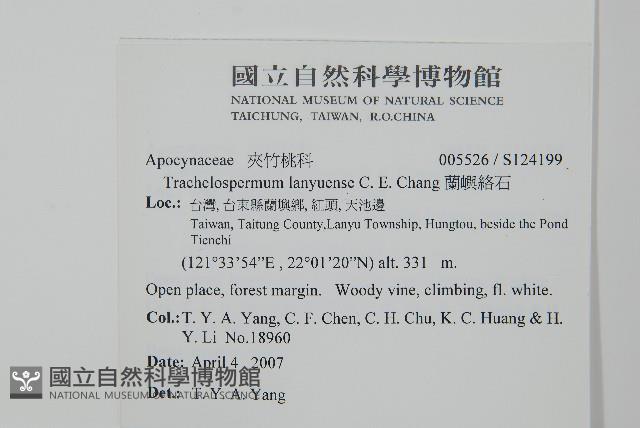 蘭嶼絡石藏品圖，第2張