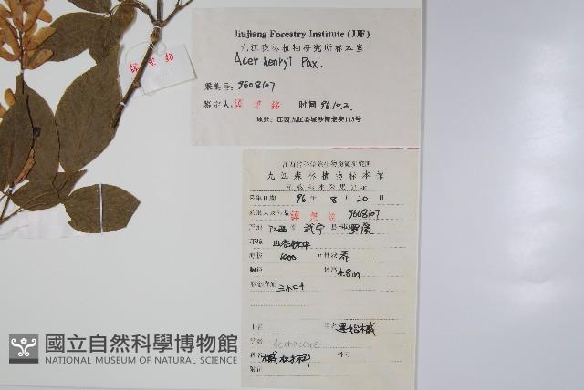 建始槭藏品圖，第2張