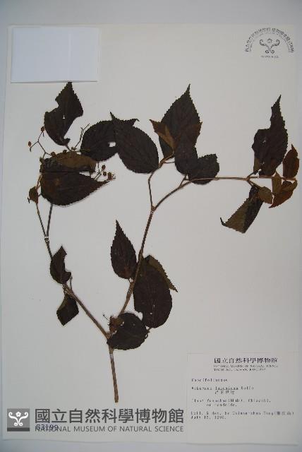 呂宋莢迷藏品圖，第1張