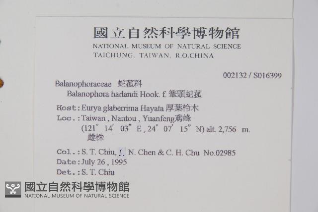 筆頭蛇菰藏品圖，第2張