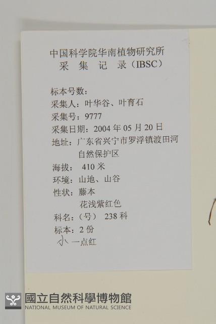 小葉一點紅藏品圖，第2張