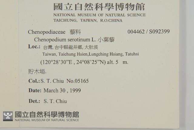 小葉藜藏品圖，第2張