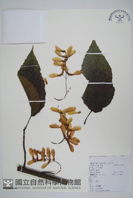 毛苦參藏品圖，第1張