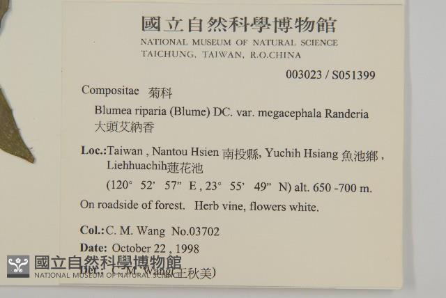 大頭艾納香藏品圖，第2張