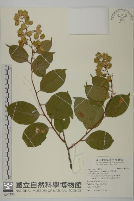 雷公藤藏品圖，第1張