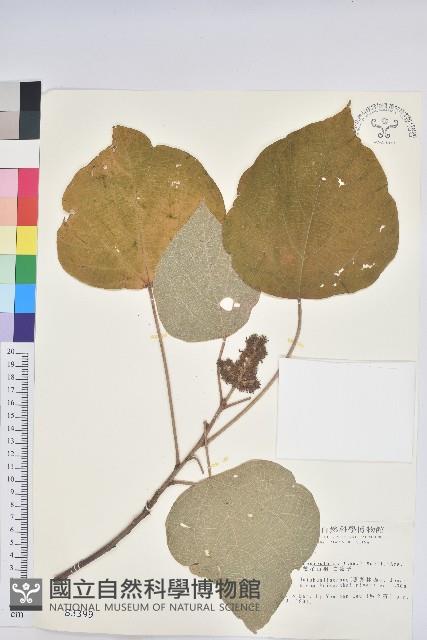 白匏子藏品圖，第1張