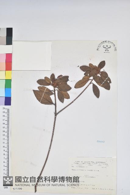 金毛杜鵑藏品圖，第1張