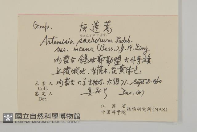 灰蓮蒿藏品圖，第2張