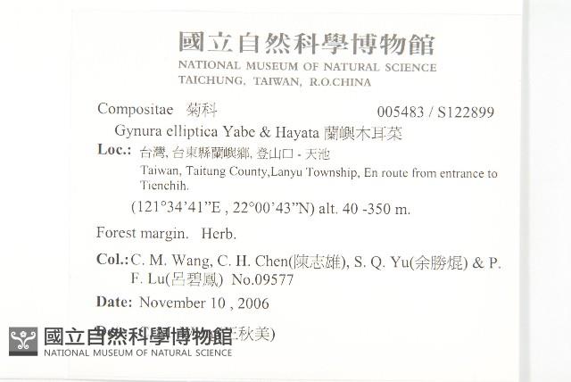 蘭嶼木耳菜藏品圖，第2張