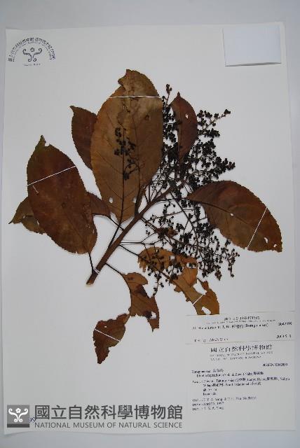 厚殼樹藏品圖，第1張