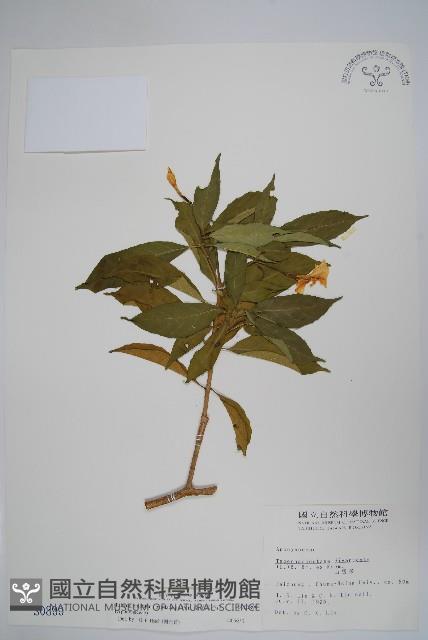 南洋馬蹄花藏品圖，第1張