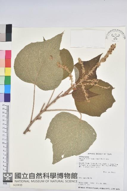 白匏子藏品圖，第1張