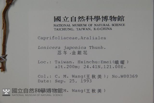 忍冬、金銀花藏品圖，第2張