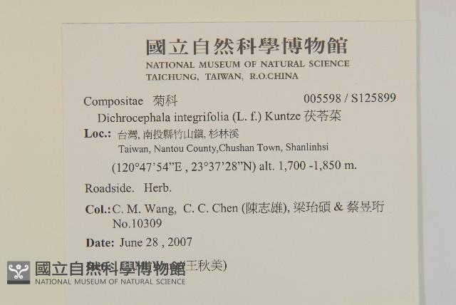 茯苓菜藏品圖，第2張