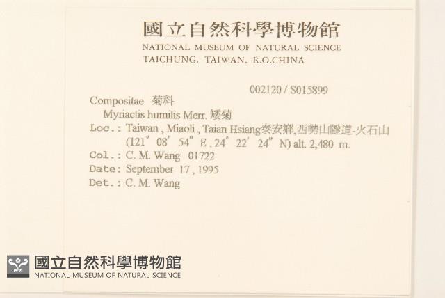 矮菊藏品圖，第2張