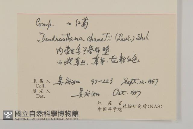 小紅菊藏品圖，第2張